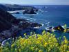 Pacific Coastline Wildflowers, Mendocino County